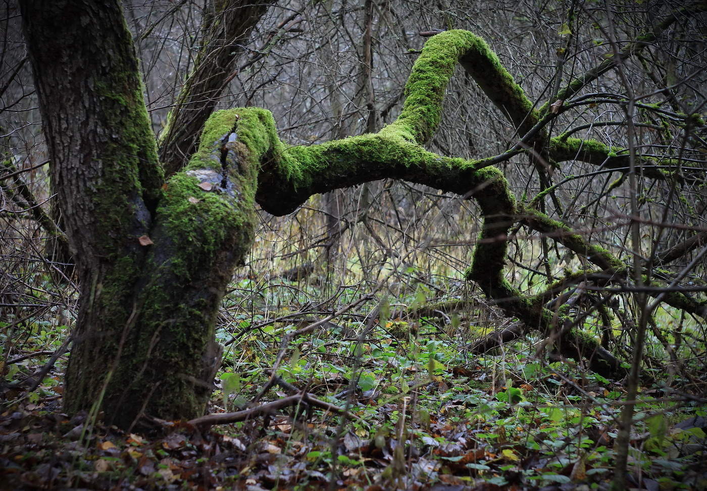 яблонька в мехах