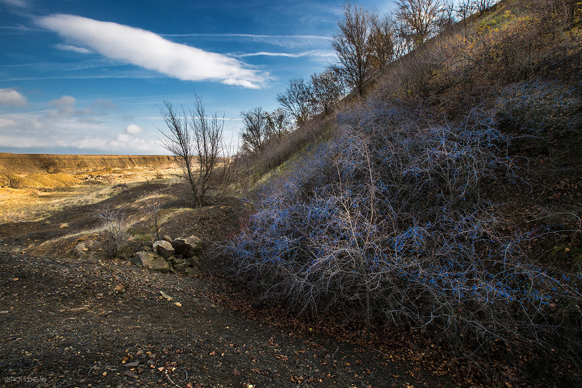 Урожай терновый
