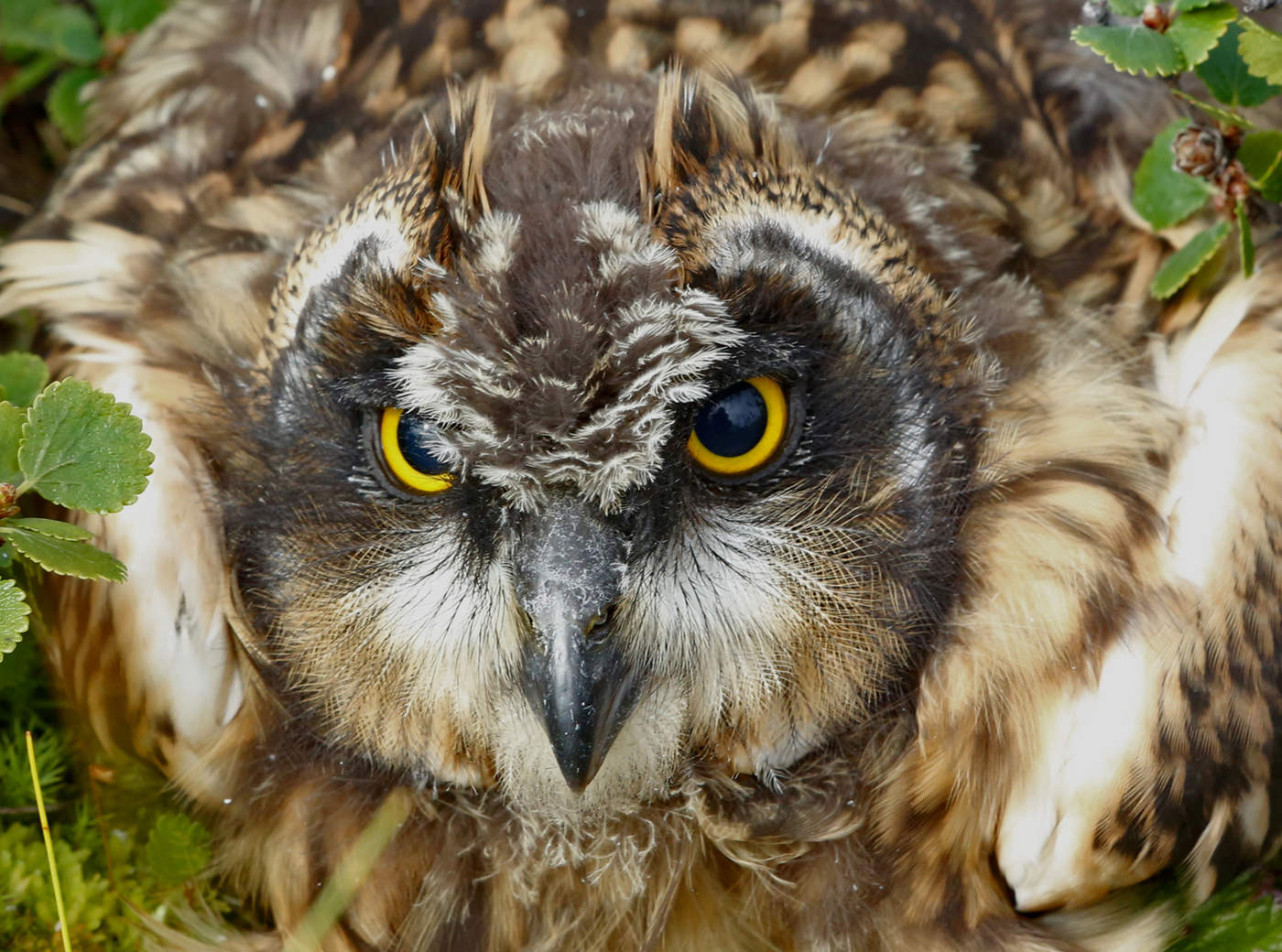 Суровый взгляд