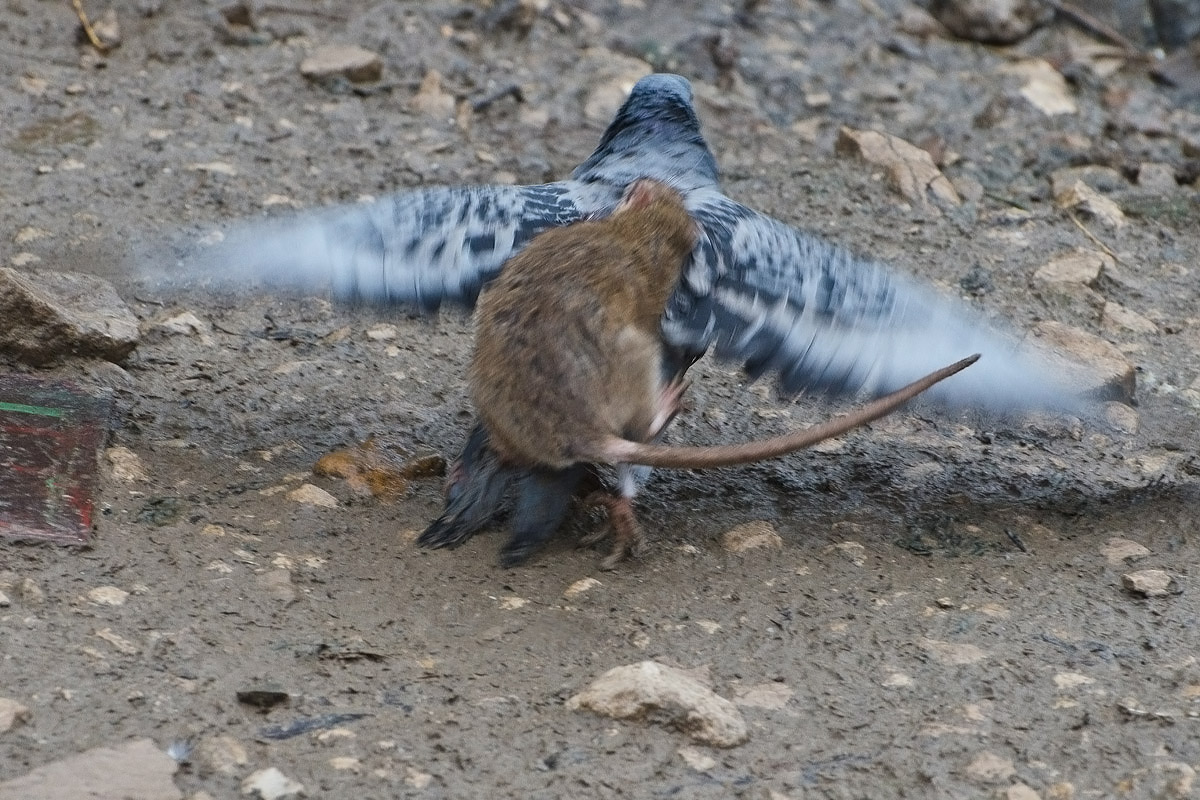 Угнать за шесть секунд