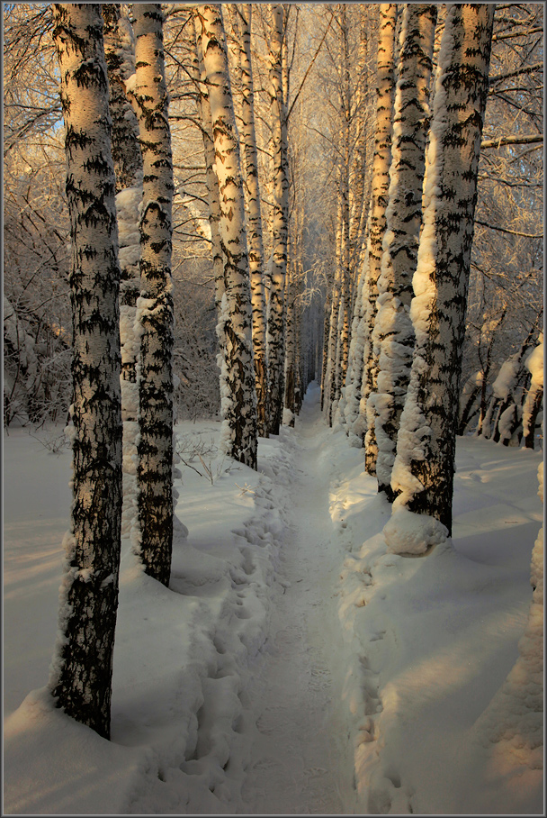 Прогулка под утренним светом
