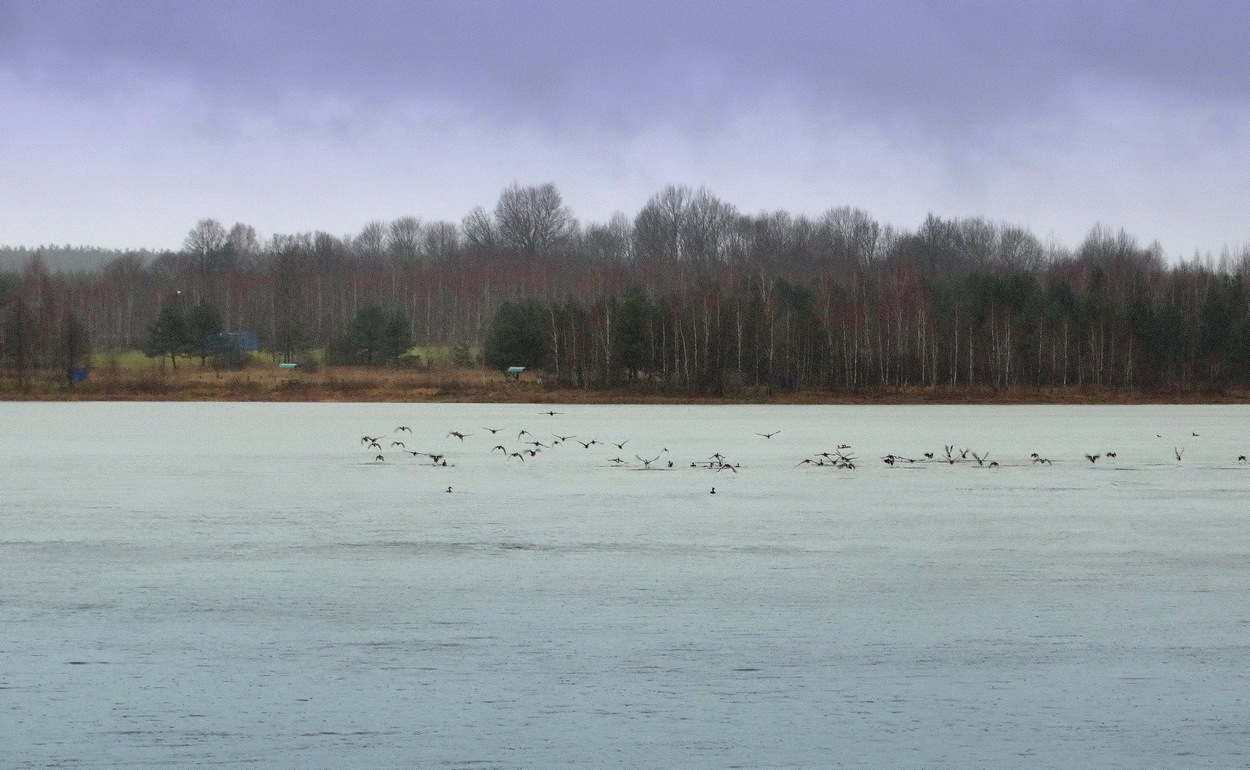 Перелётные утки в дождливый осенний день