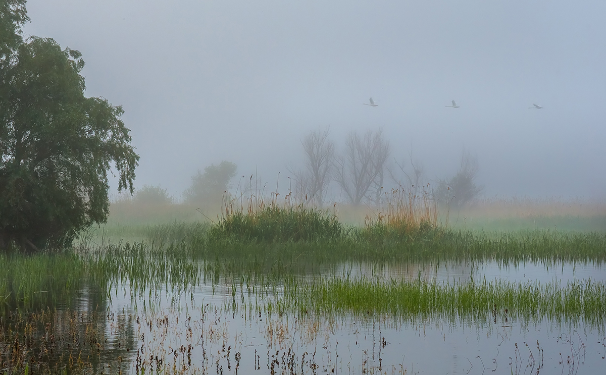 И тишина, лишь крыльев звук