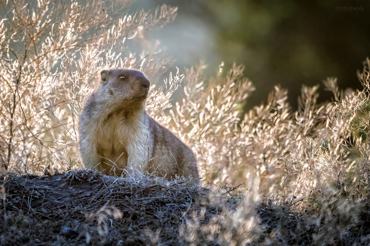 Зверюга добродушная