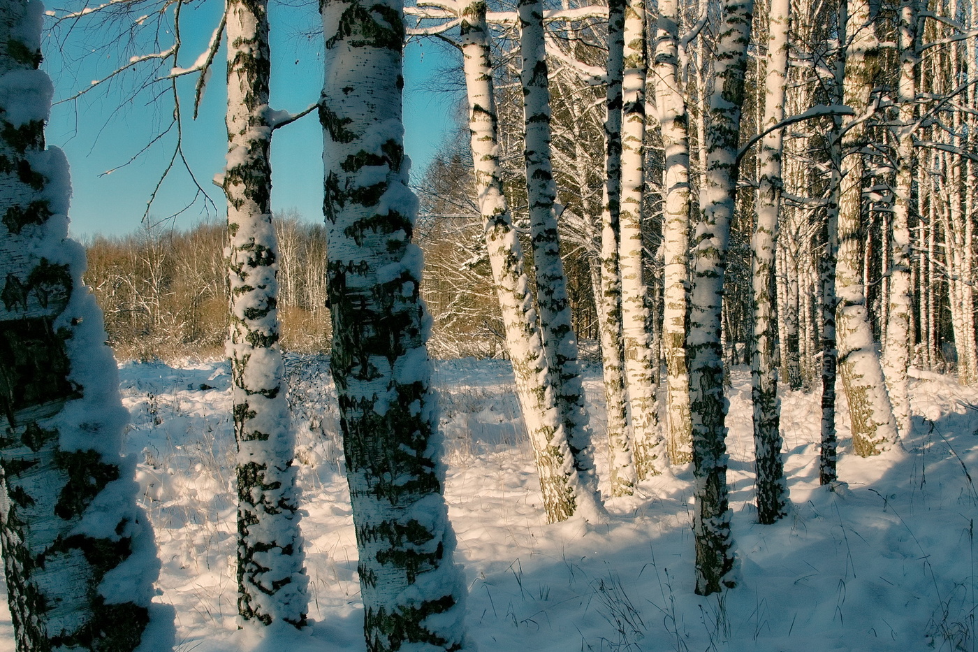 НАЧАЛО ЗИМЫ