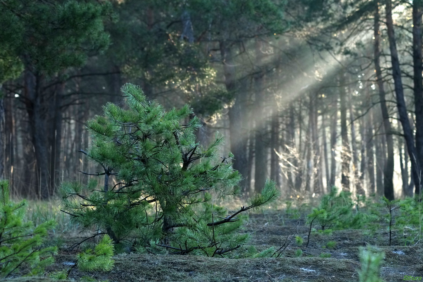 Туман в лесу.