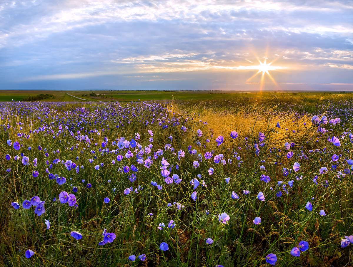 Цветущая степь