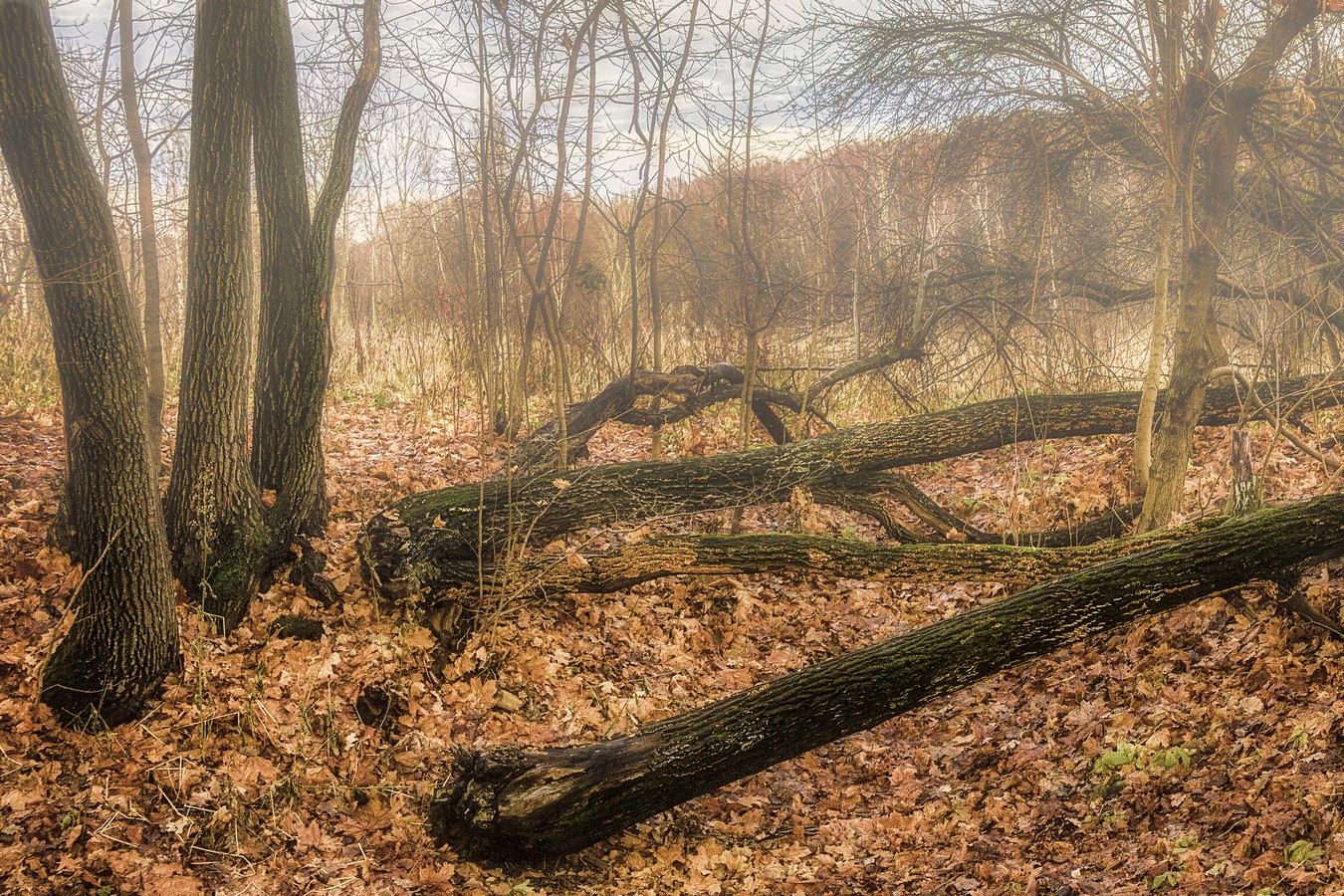 Краски ноября