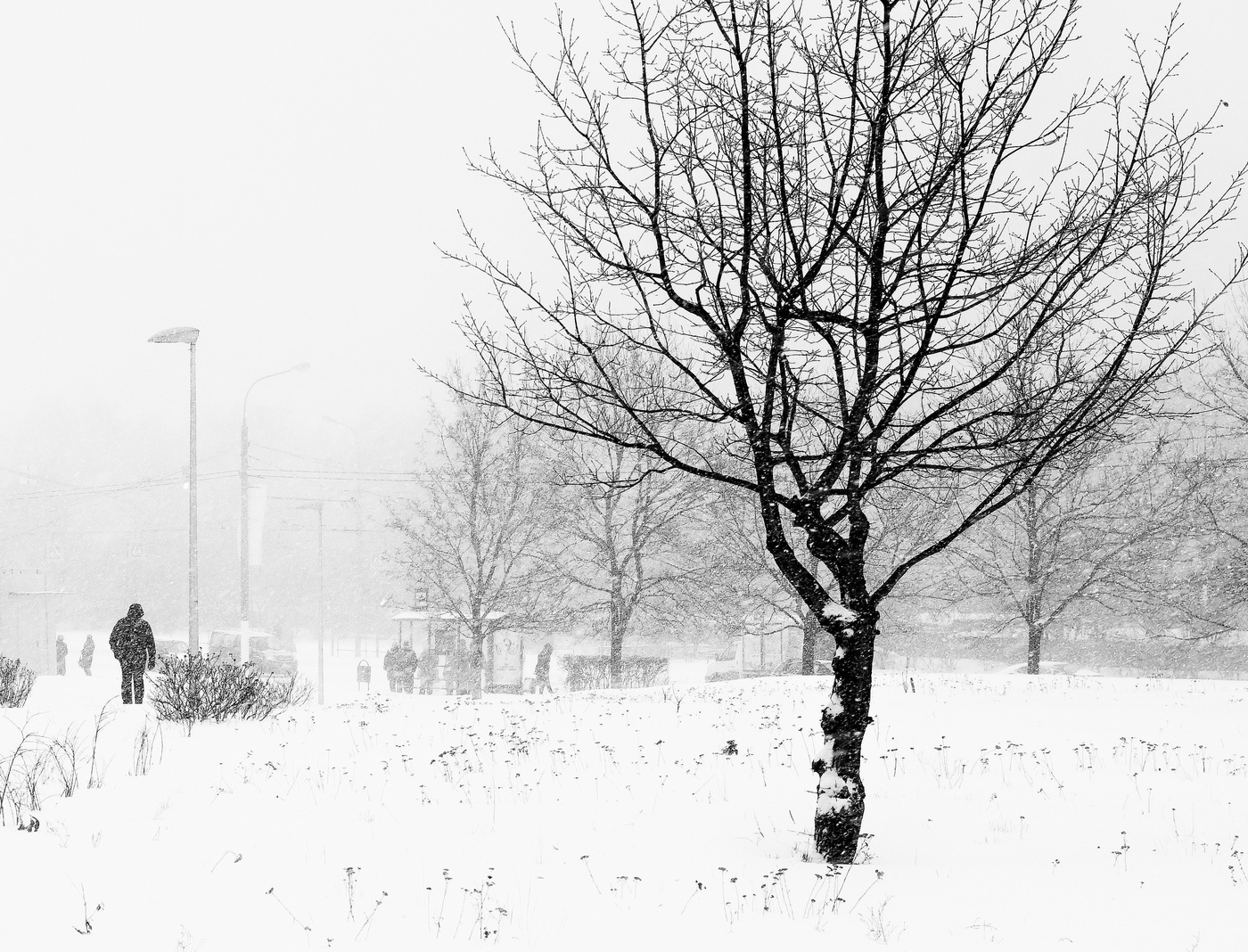 Плачет метель, как цыганская скрипка...