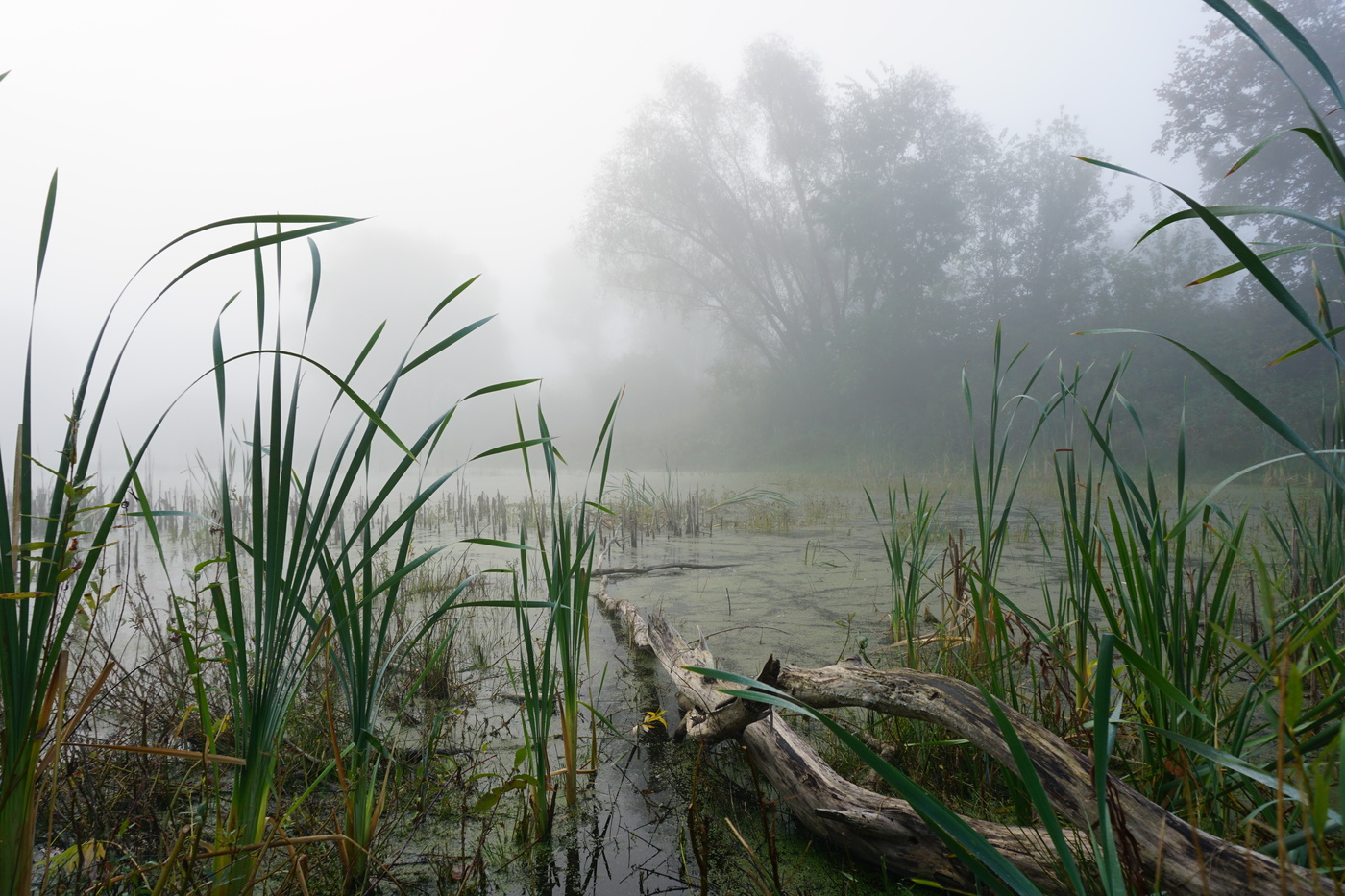 Там за туманами
