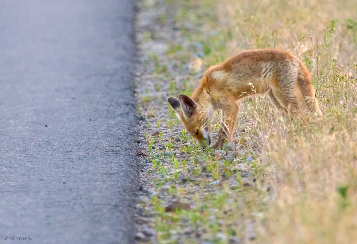 Надо перебежать, но страшно