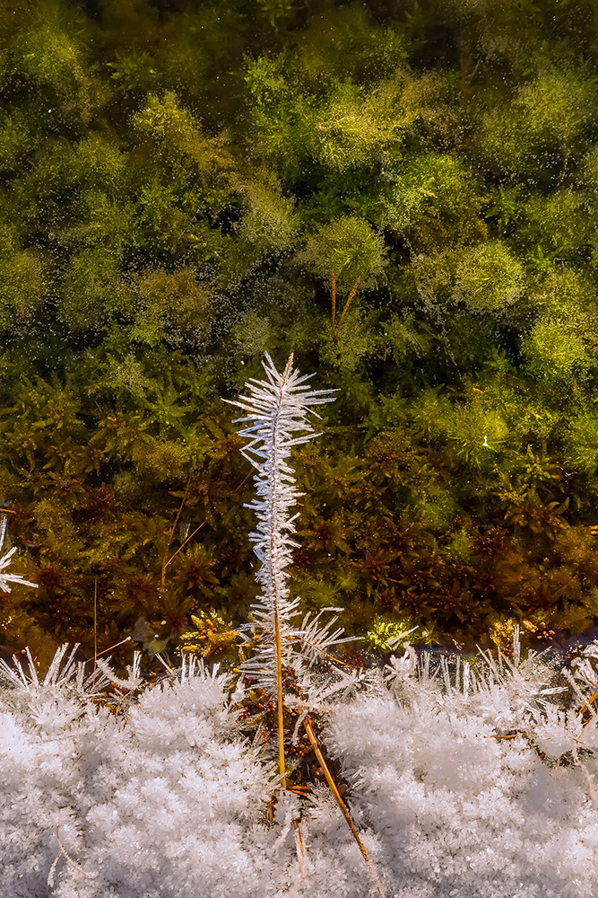 Свои лесные пейзажи