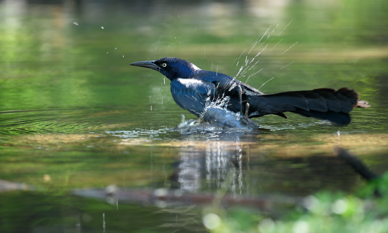 Boat-tailed grackle