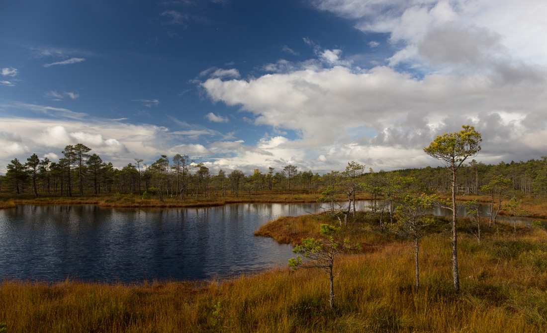 Осень на болоте