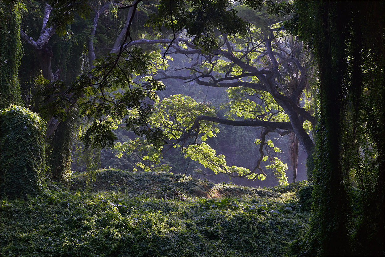 Утро в тропическом лесу