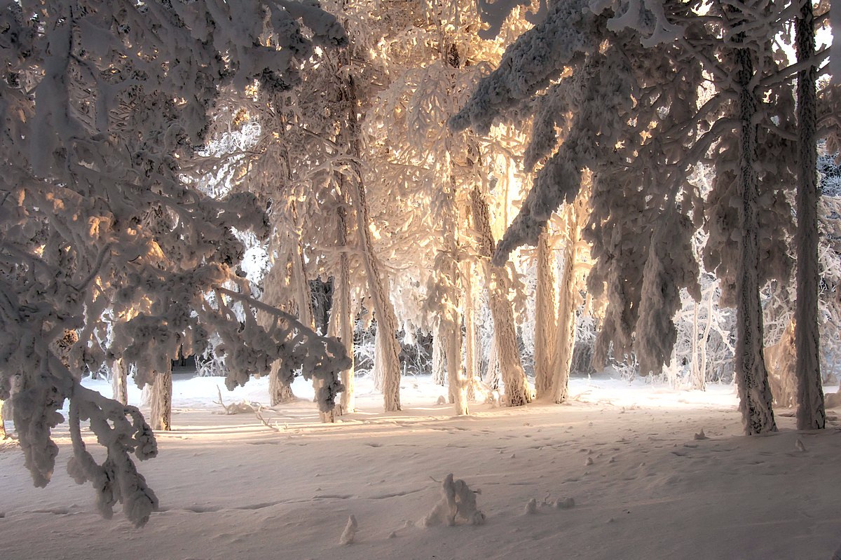 Снежные джунгли.