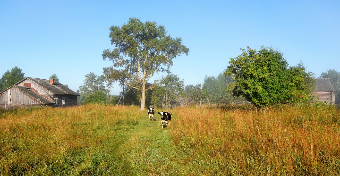 Утро в деревне ...