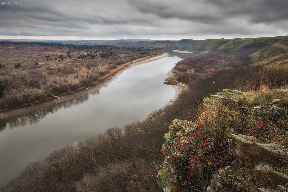 Брызги шиповника