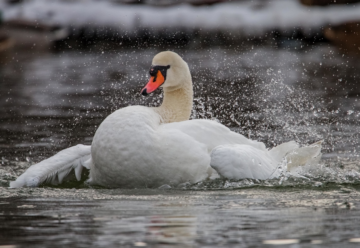 купание лебедя