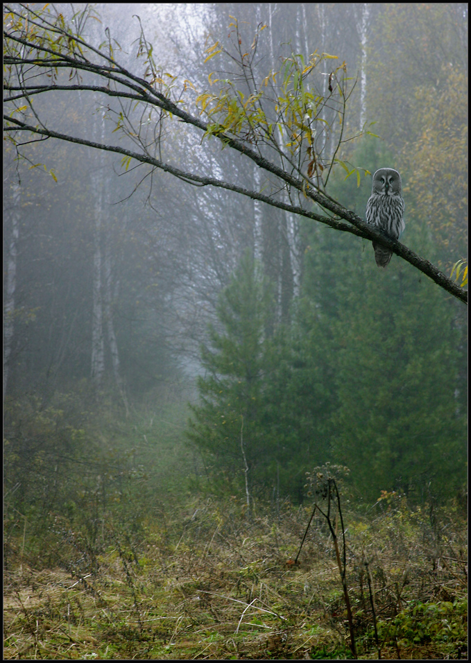 На страже покоя