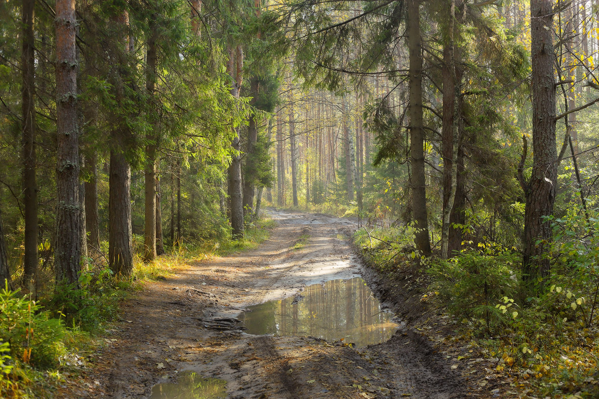 Утро в лесу