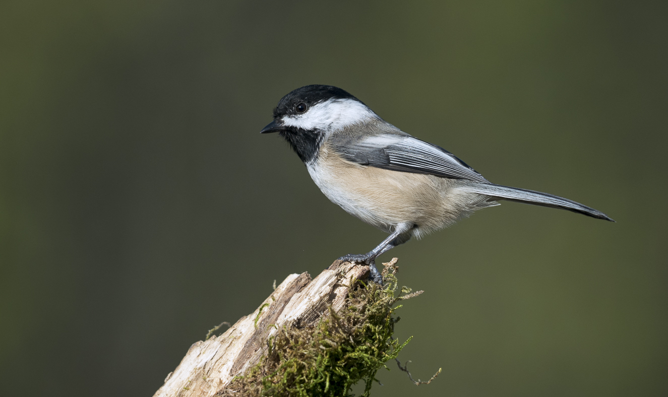 Black-capped Chickadee