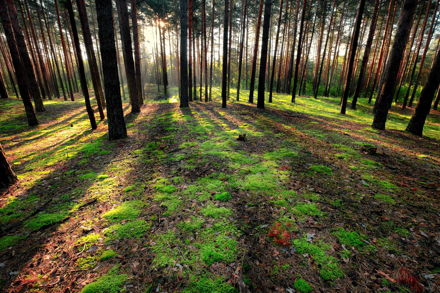 Сосновый бор