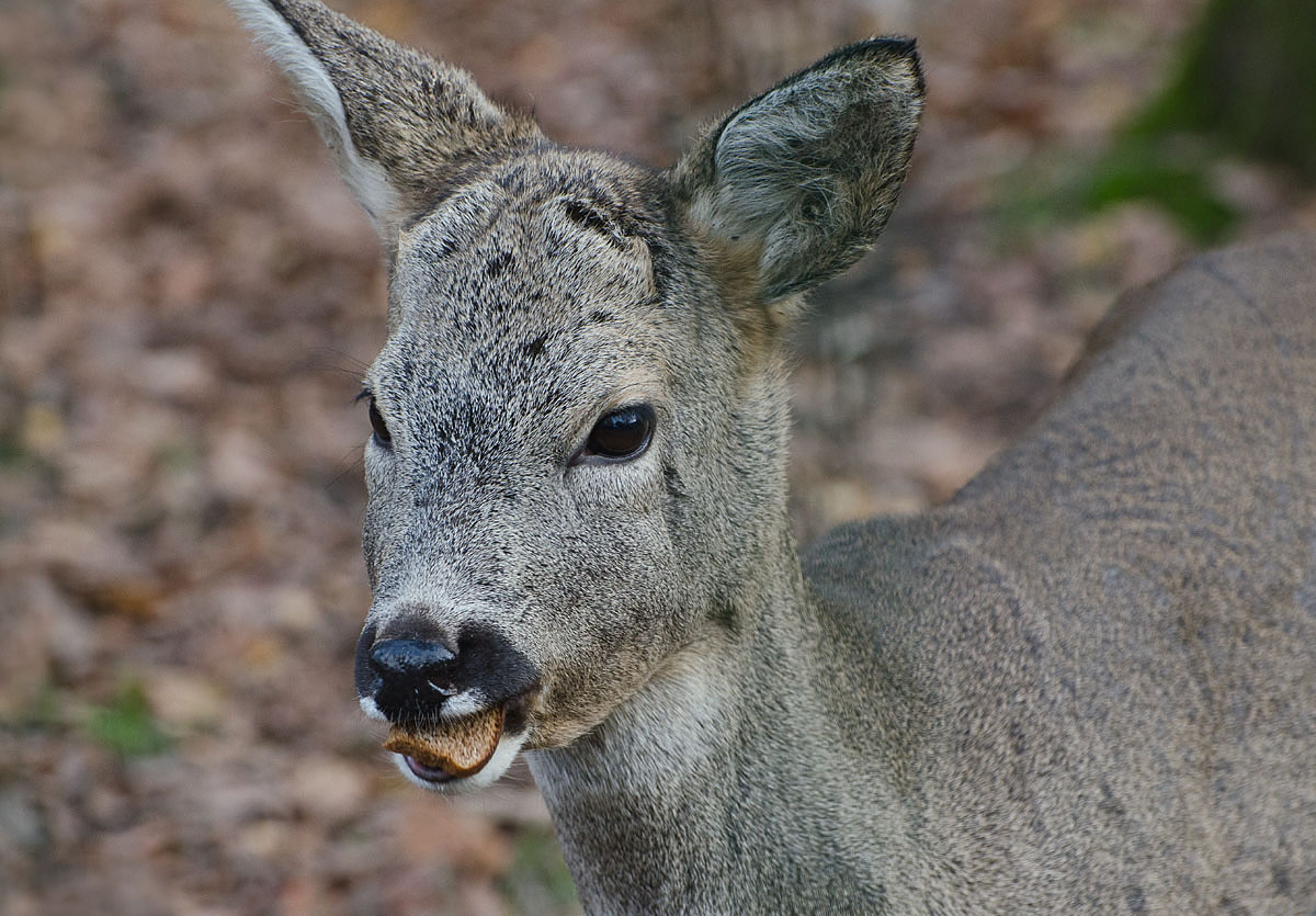Ржаной язычок