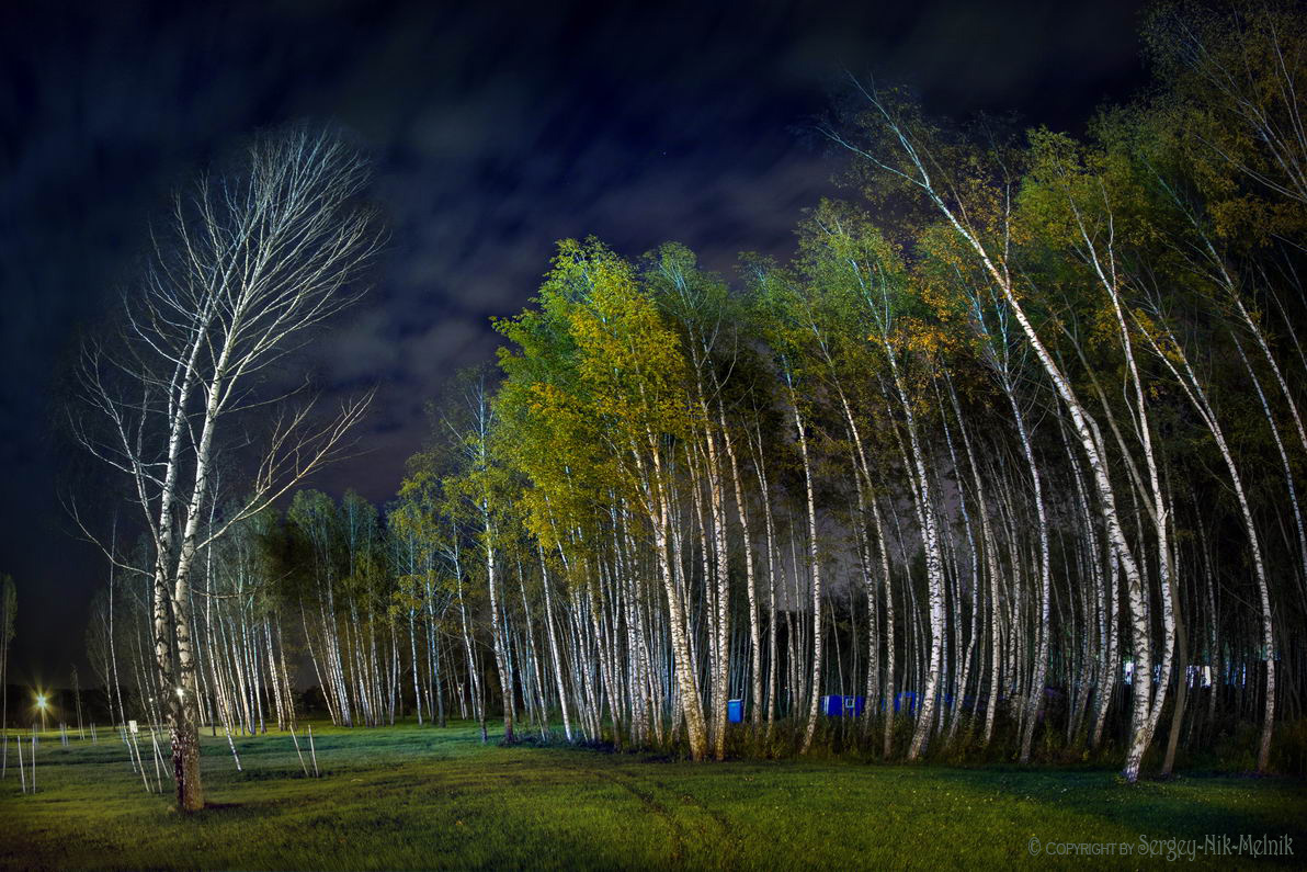 Берёзовый хор с лысым дирижёром :)