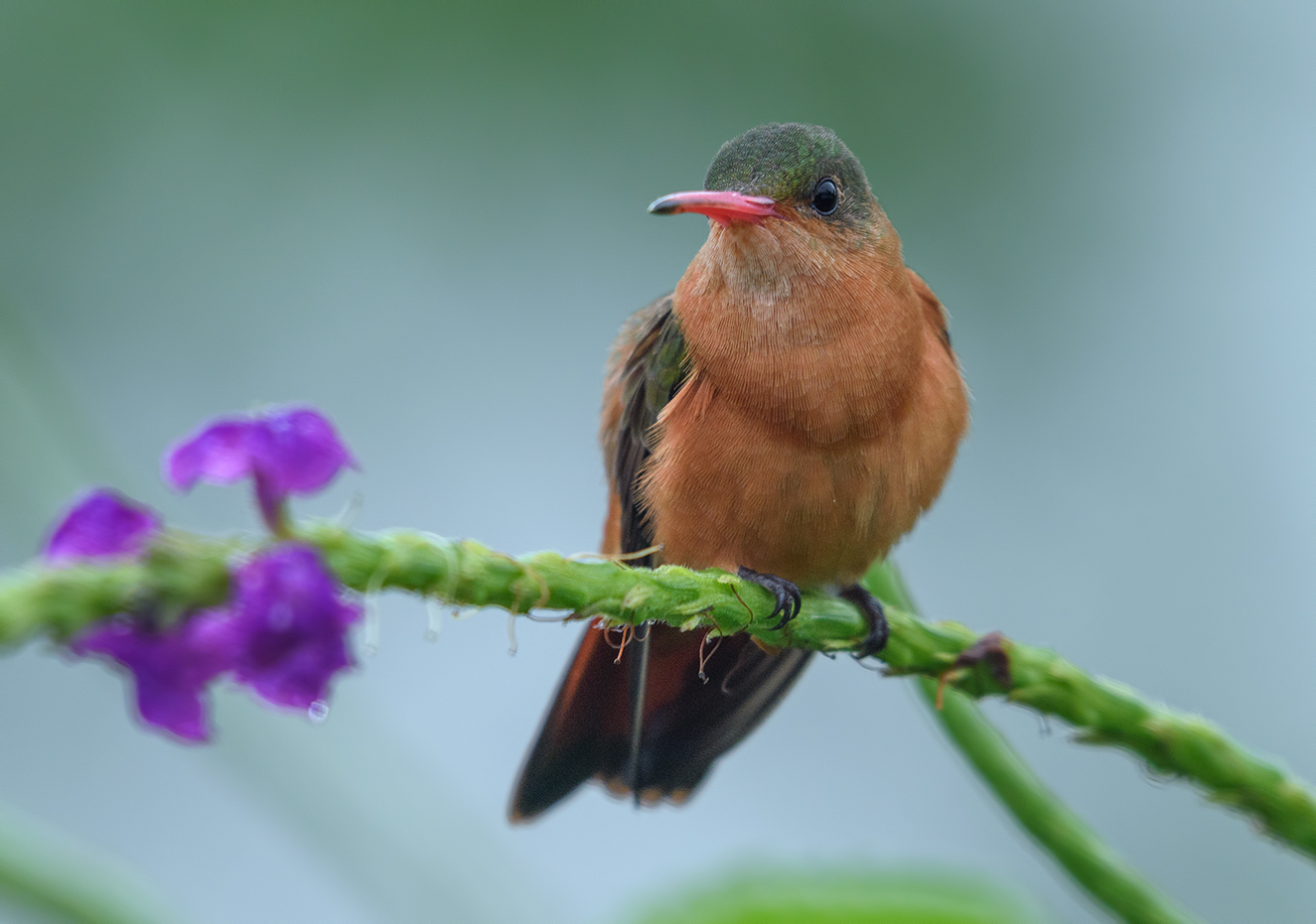Cinnamon hummingbird