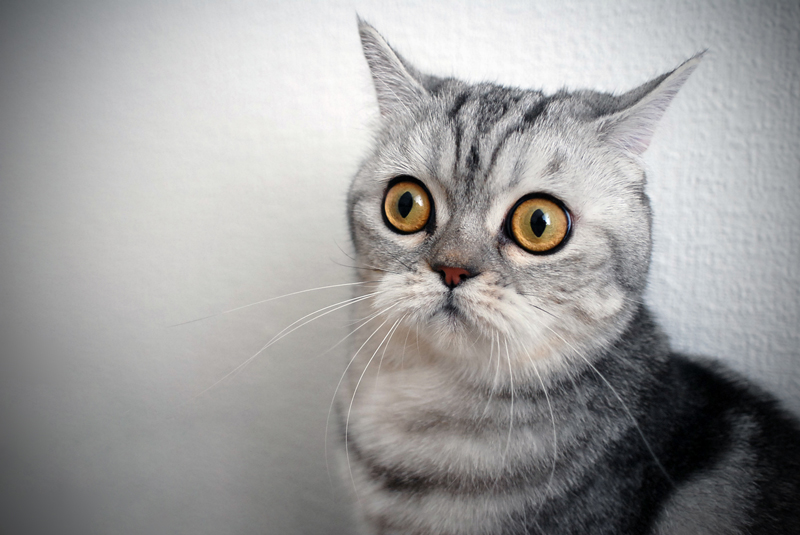 эти напротив