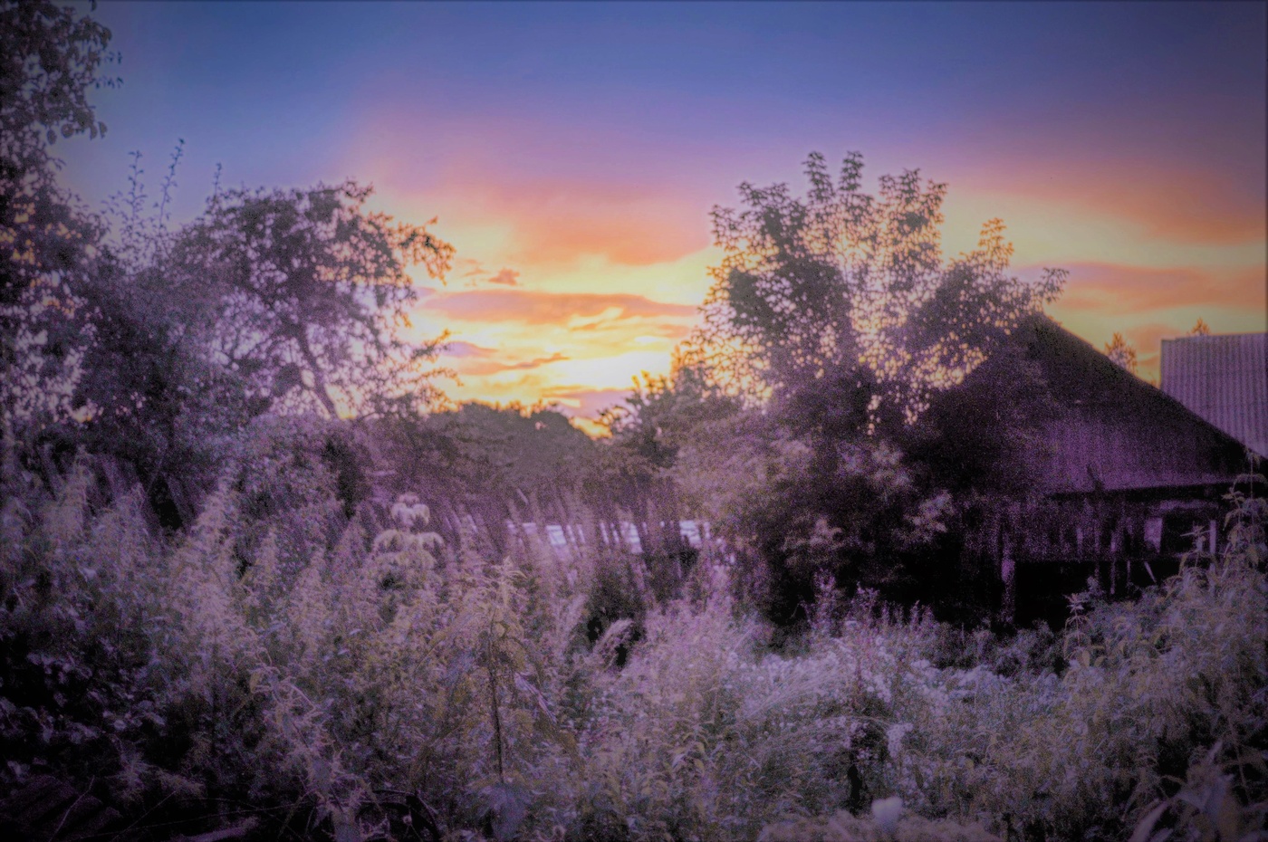 Розовый сон.