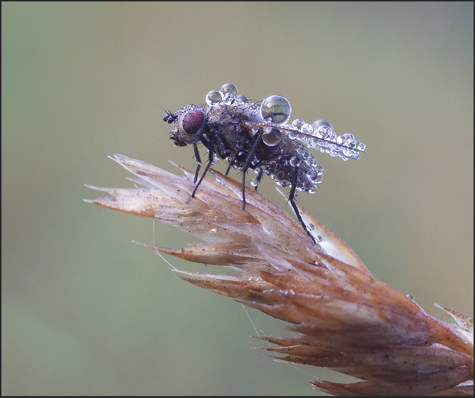 ...икряная...