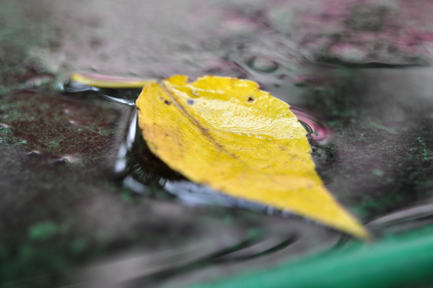 Одинокий лист осенний