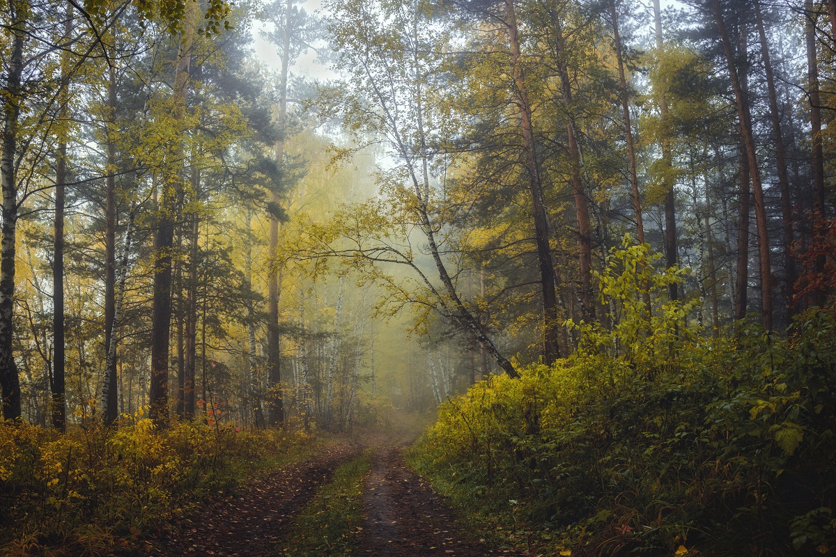 Пргулка в осень.