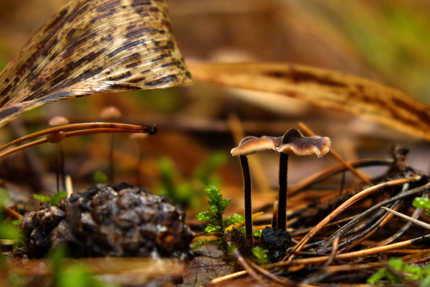 Лесной мир.