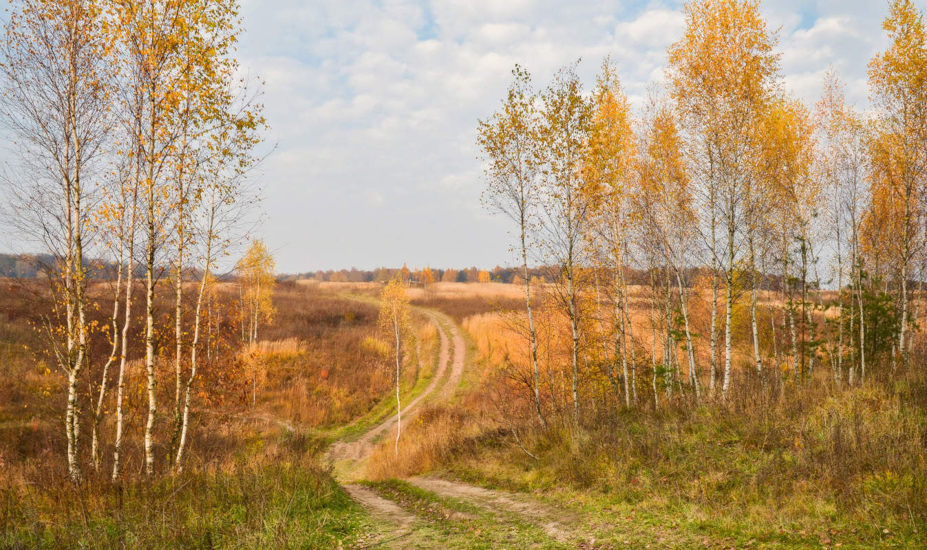 Мягкая осень