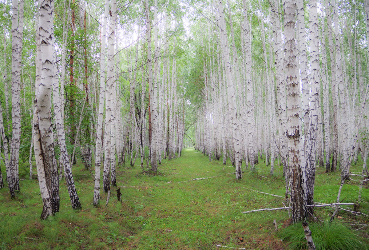 В березняке