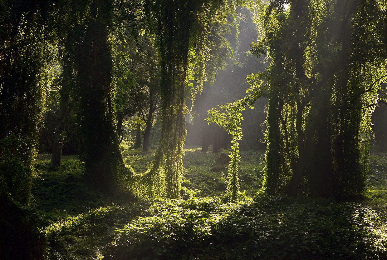 Зеленый мир