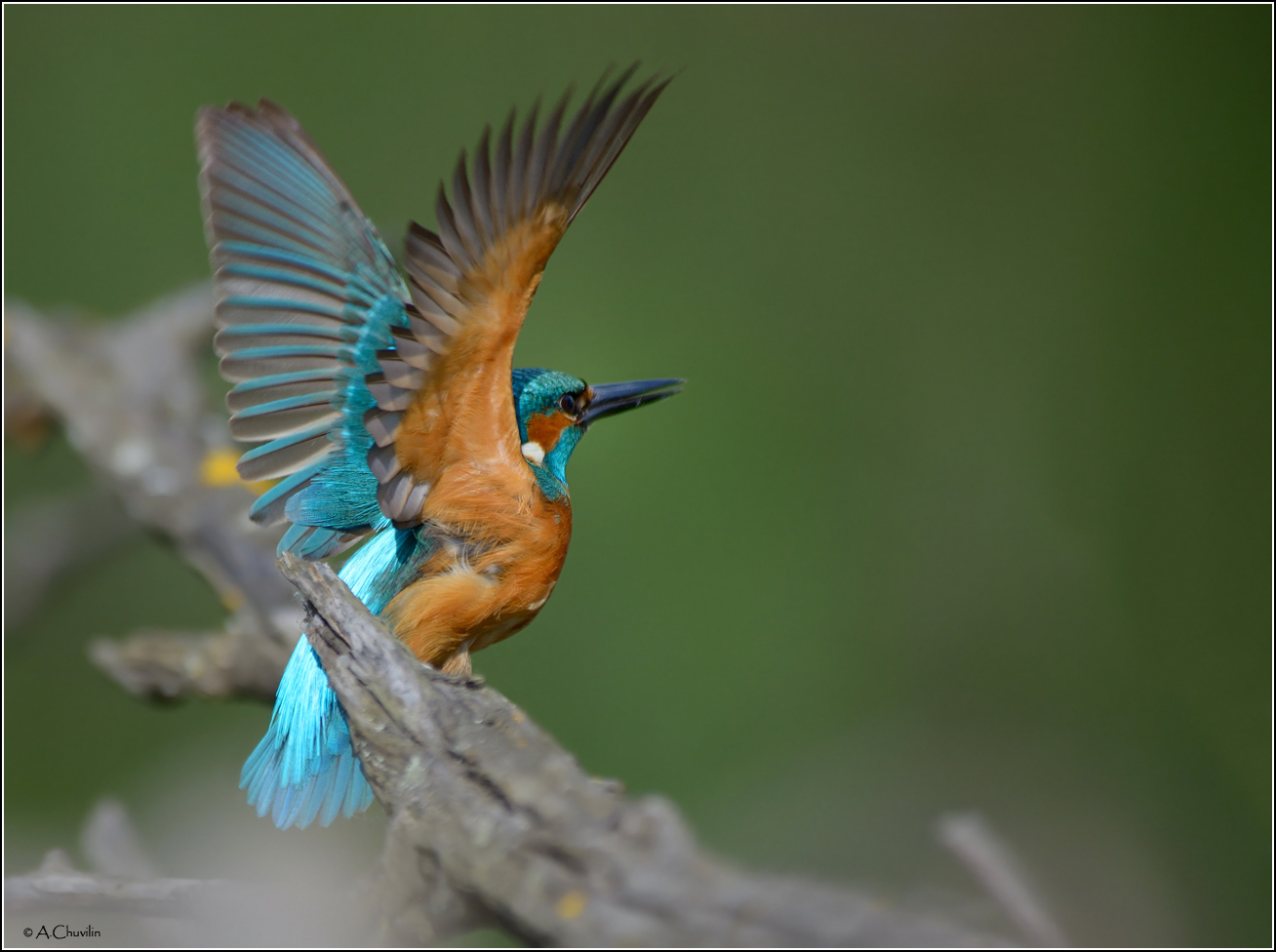 Погреть спинку )