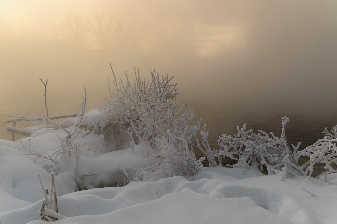 Морозные утренние силуэты