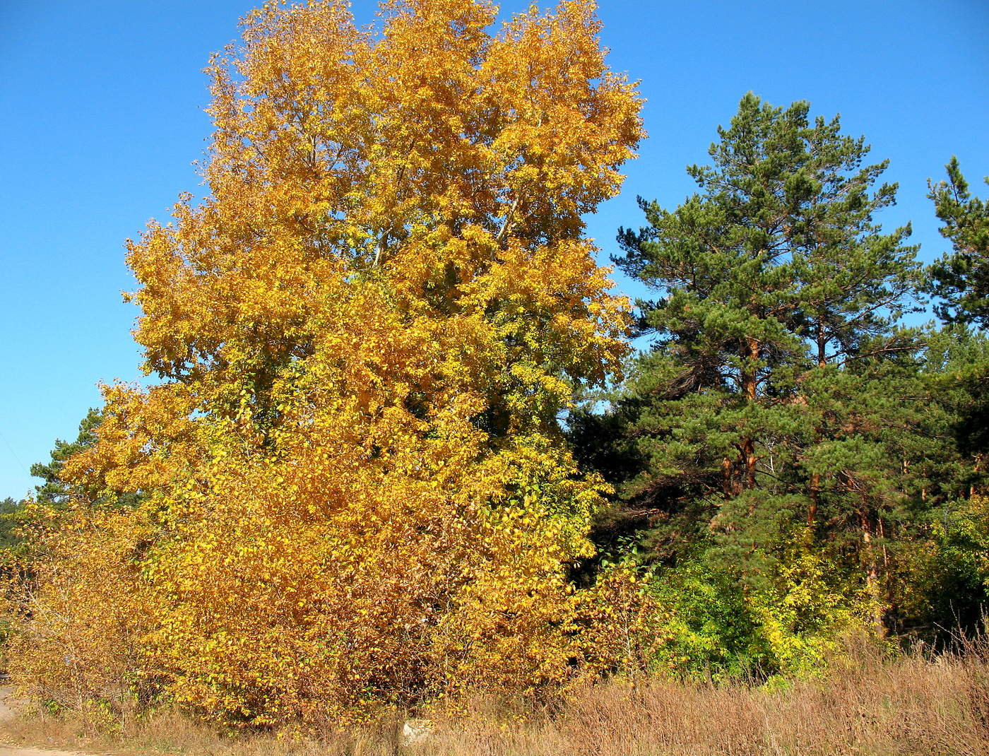 Золотая осень