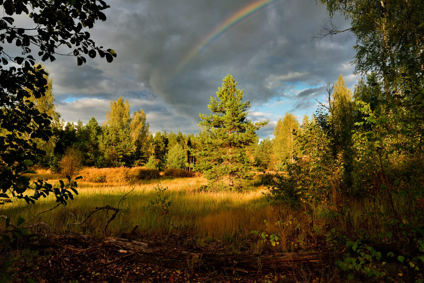 в лесу перед грозой