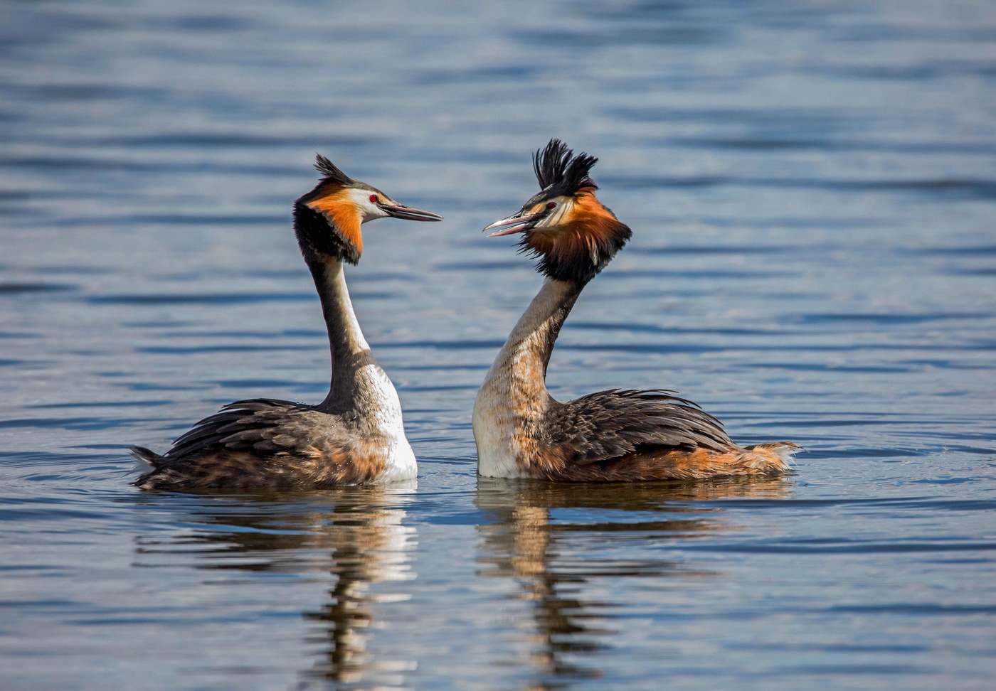 Брачные танцы