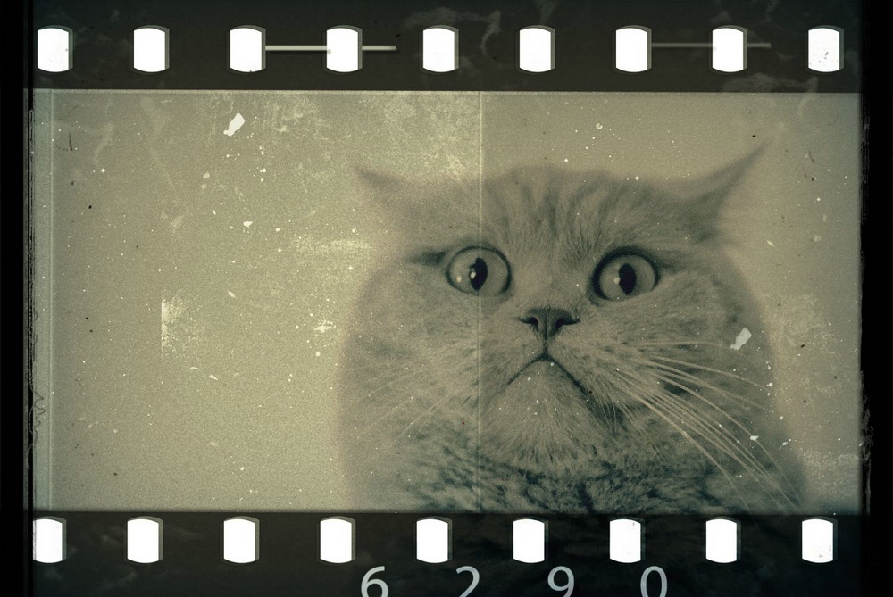 фото на паспорт