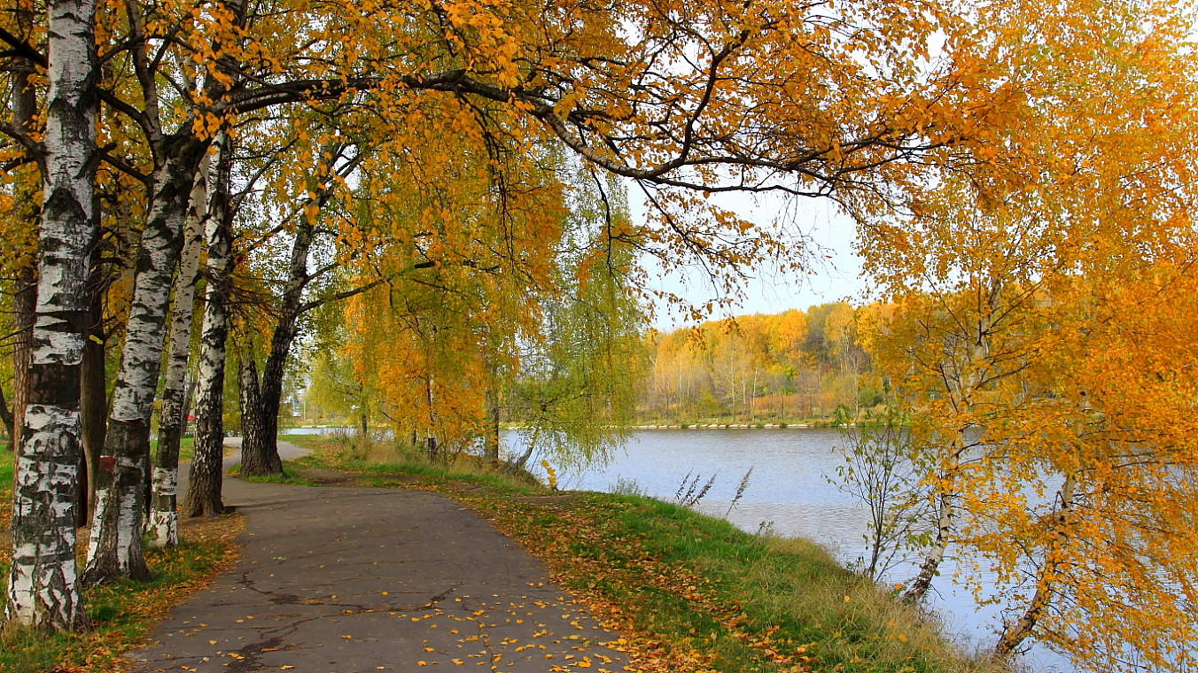 Березовая аллея.