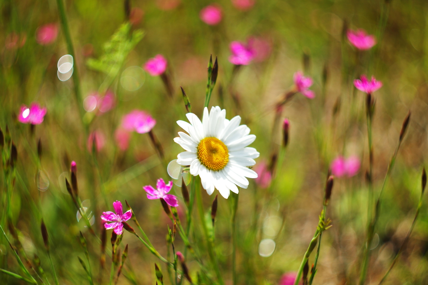Июльская рапсодия.