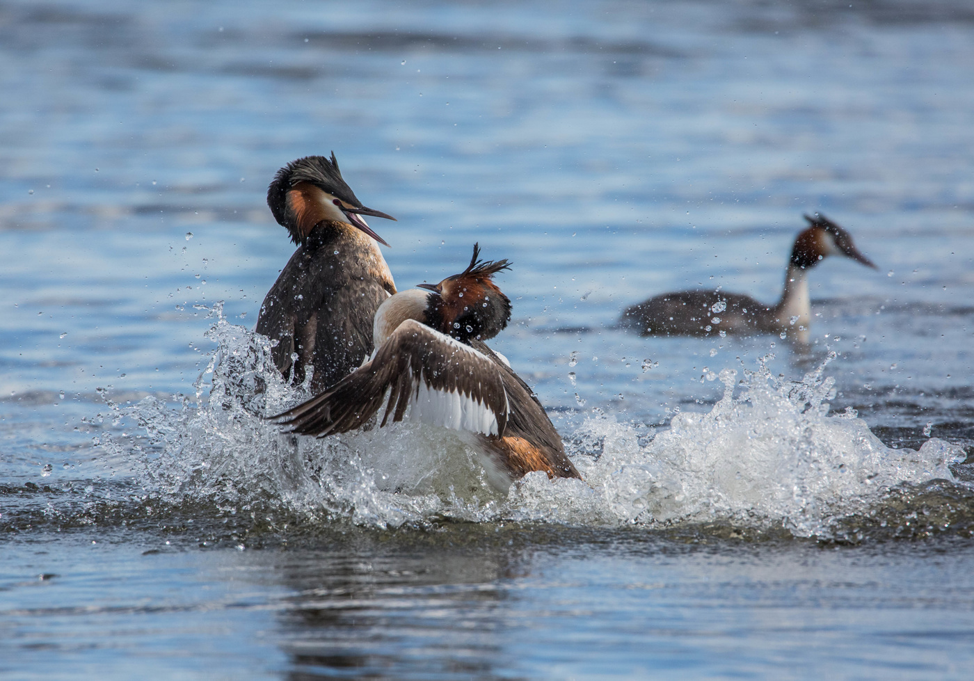 поединок(чомги)