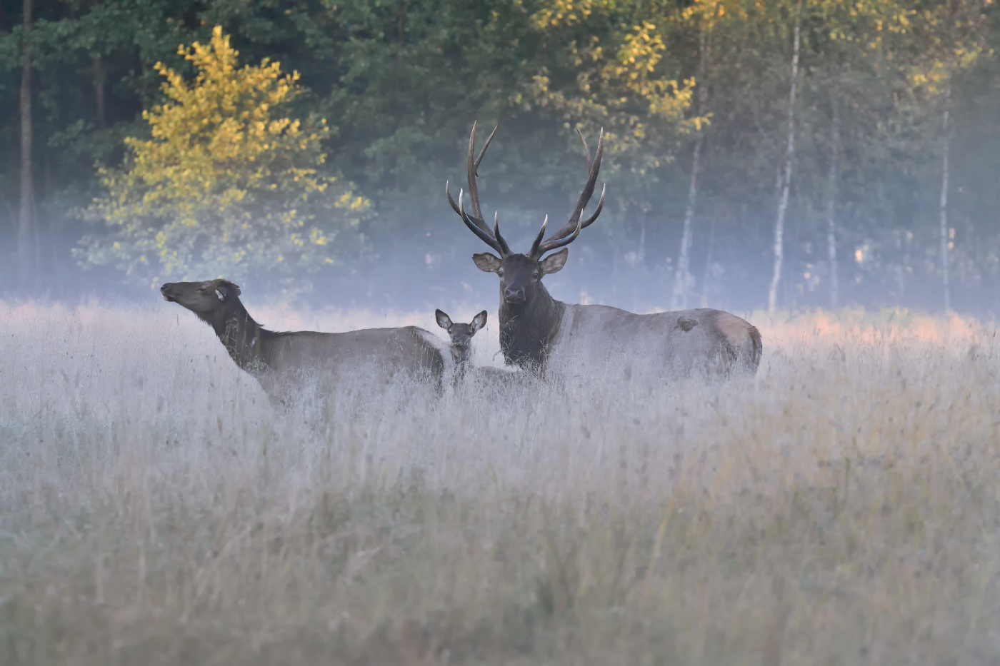 в тумане утра