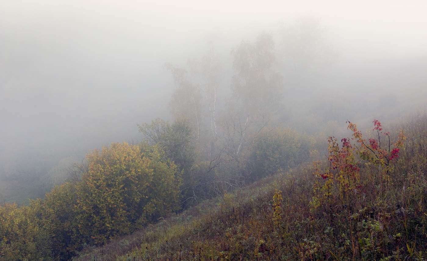 В поисках ёжика